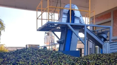 Pyme olivícola de San Juan exporta gracias al INTI