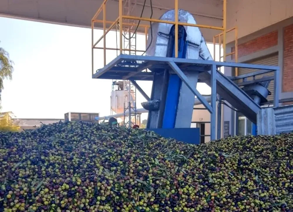 Pyme olivícola de San Juan exporta gracias al INTI
