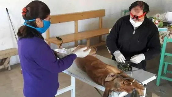 En 6 meses esterilizaron 6.000 perros y gatos, contra 2.000 de todo el 2021