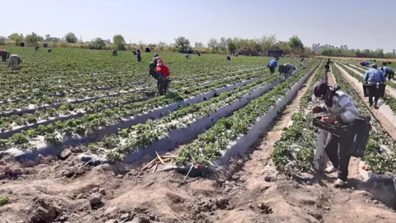 El gremio de trabajadores rurales firmó un aumento salarial del 70%