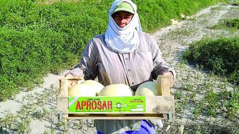 La experiencia de Aprosar, con los melones de Media Agua