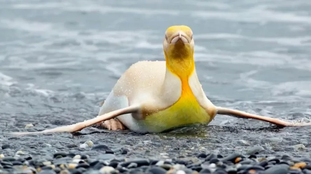[IMÁGENES] Un fotógrafo capturó un pingüino amarillo nunca antes visto