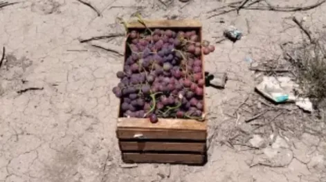 Hará trabajo comunitario y pagará $20.000 por robar 10 kilos de uva de una finca