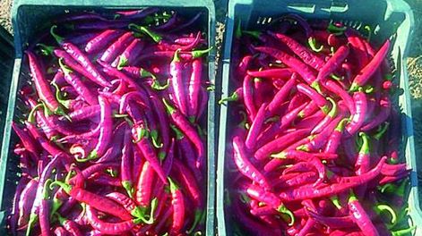 Pimentón en Valle Fértil, nueva maquinaria e instalaciones