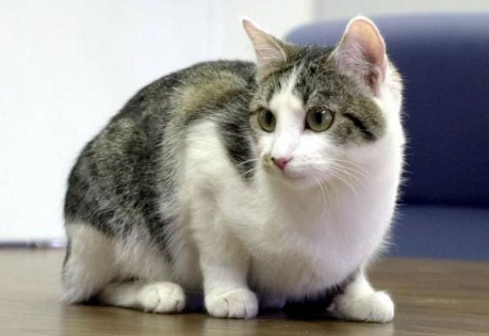 Ni lo intentes: los gatos no obedecen