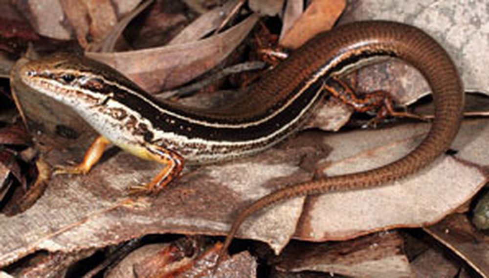 Un nuevo lagarto