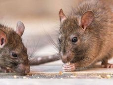 Una mujer de 33 años murió de hantavirus en Tucumán Una mujer de 33 años murió de hantavirus en Tucumán