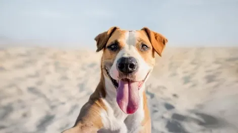 Las mascotas tendrán DNI a partir del año que viene en España