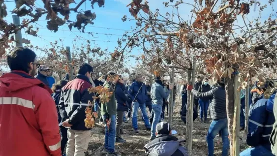 Capacitan a productores en Viticultura