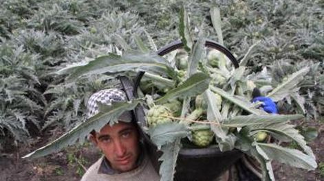 Pese a la crisis, sobreviven las alcaucileras sanjuaninas