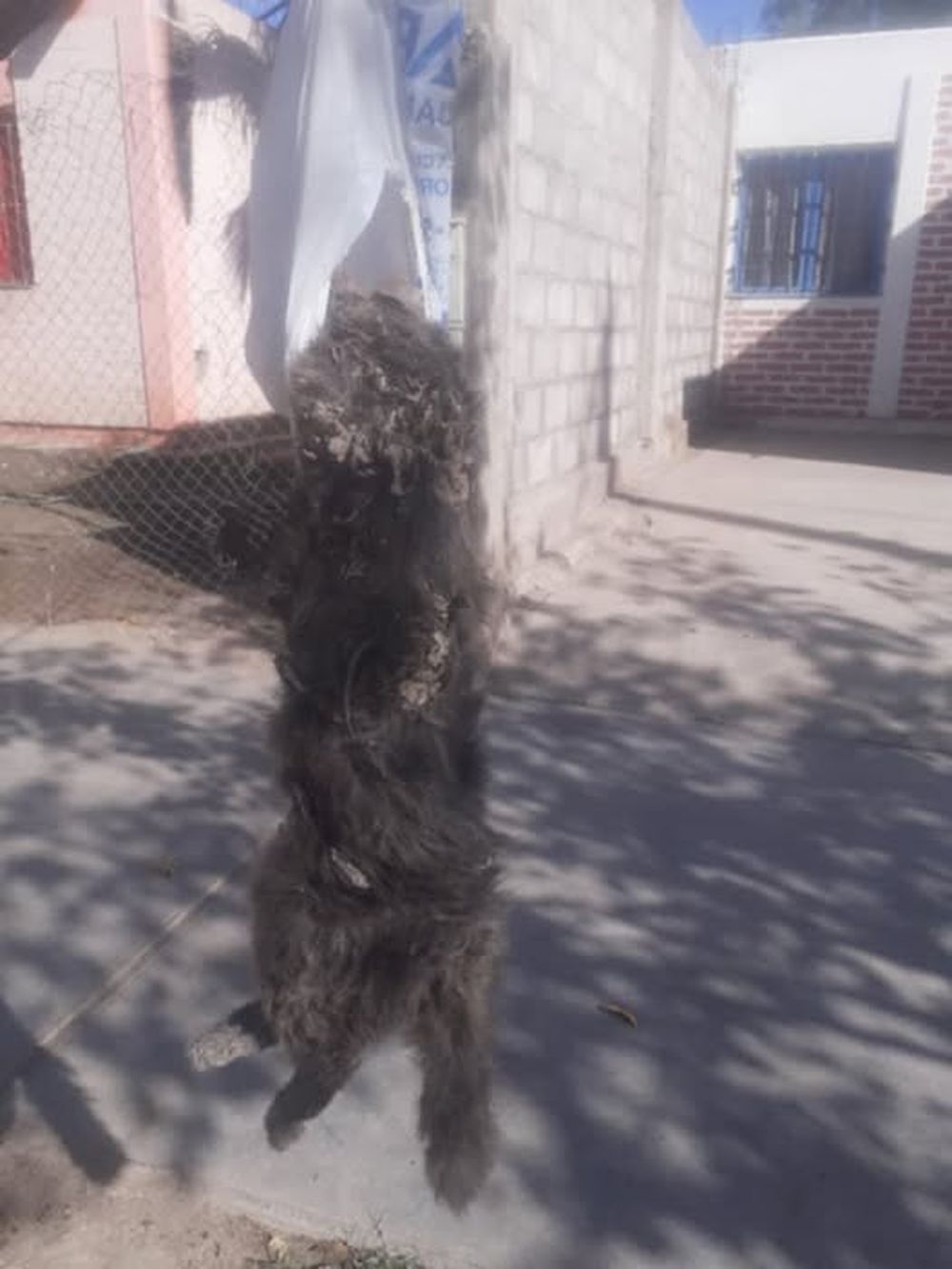 Golpearon y colgaron a un gatito en Villa Paula: investigan un aberrante caso de maltrato animal