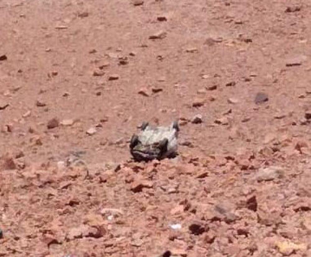 Vuelco fatal del lado chileno