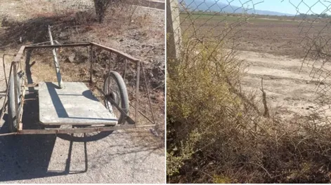 Un joven de 18 años fue detenido por robar 20 cepas de una finca de Zonda