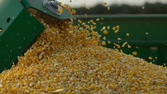 El Gobierno pone límites a las exportaciones de maíz