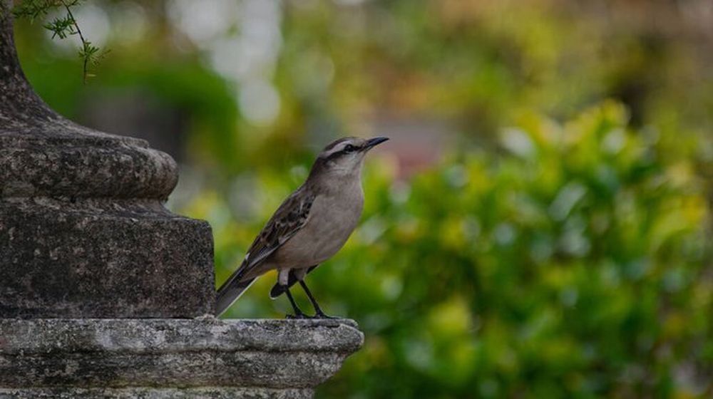 Mitos y verdades: qué anuncia el canto de una calandria