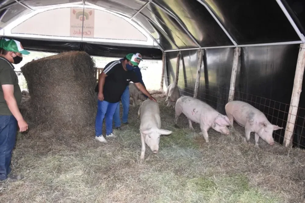 Inauguraron proyecto ganadero jachallero de “camas profundas”