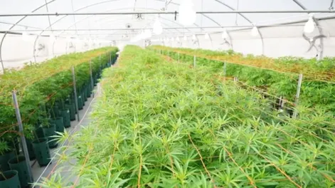 Santa Fe instalará consultorios de cannabis medicinal