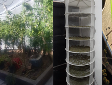 Polémica con un hallazgo de droga en Caucete. Polémica con un hallazgo de droga en Caucete.