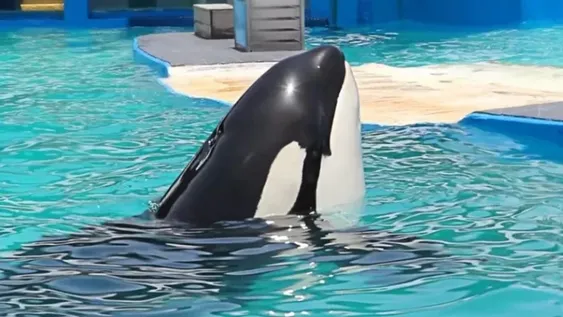 Liberarán a una orca que estuvo durante más de 50 años en cautiverio