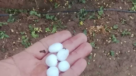 Al Igual que sucedió con el pistacho (foto) en la primera quincena del mes, los daños por temporales fueron concentrados en algunas zonas.