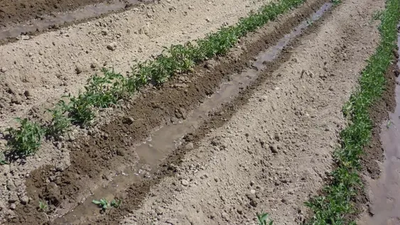 Chacareros dicen que por falta de agua pueden afectarse el 40% de los cultivos