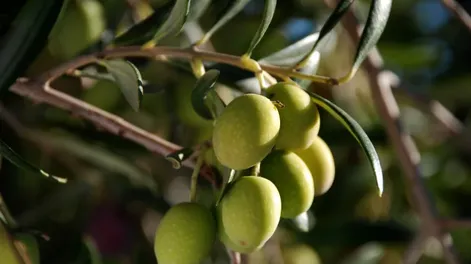 Gestión de Proyectos y Laudato si