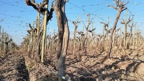 El CFI empieza a relevar cómo está la estructura de riego en el agro local