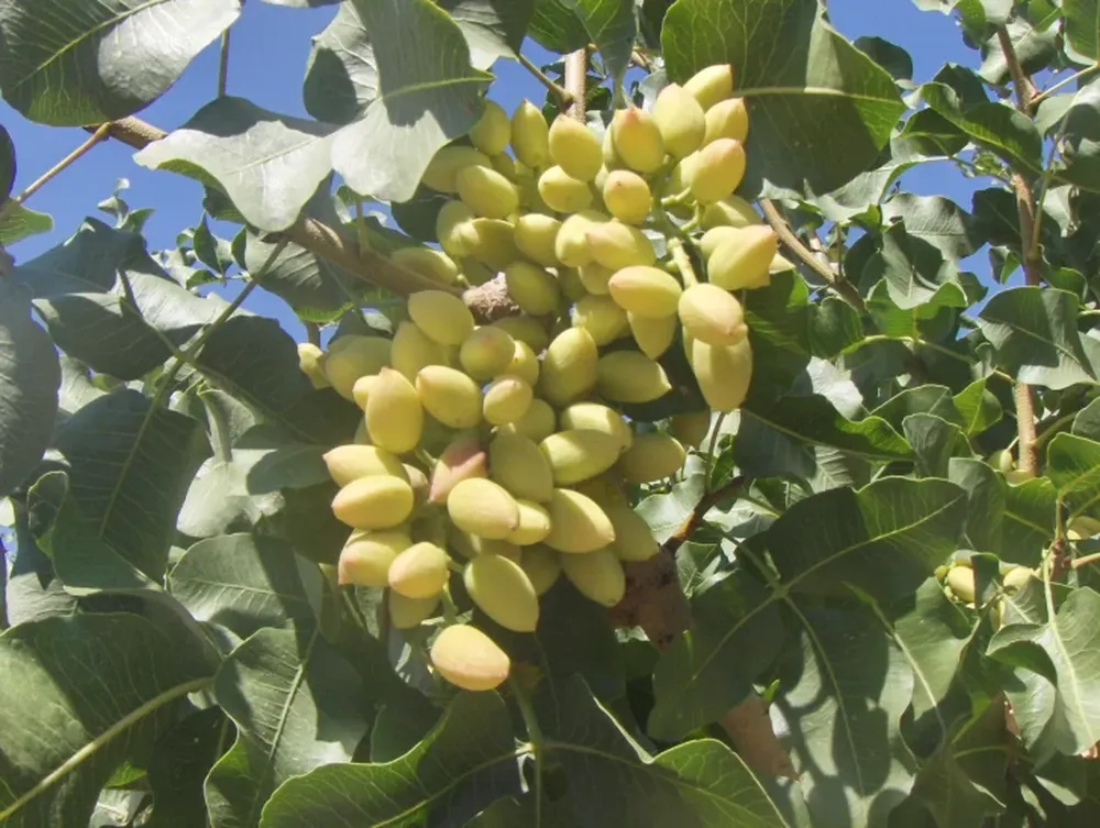 Producción se reunió con el sector pistachero para trabajar en conjunto