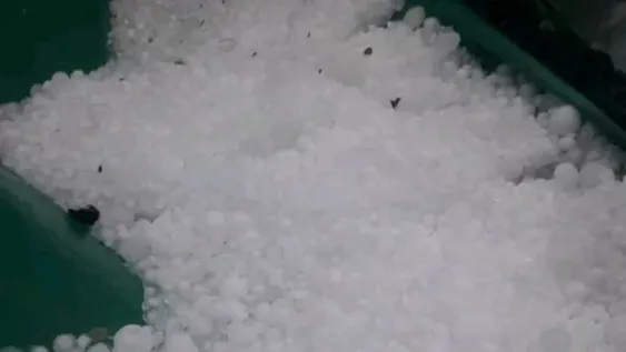 Una tormenta con granizo provocó daños de hasta el 100% en cultivos del Sur mendocino