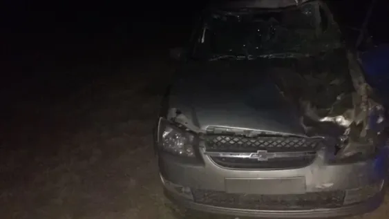 Un pocitano salvó su vida de milagro al chocar con varios animales en San Luis