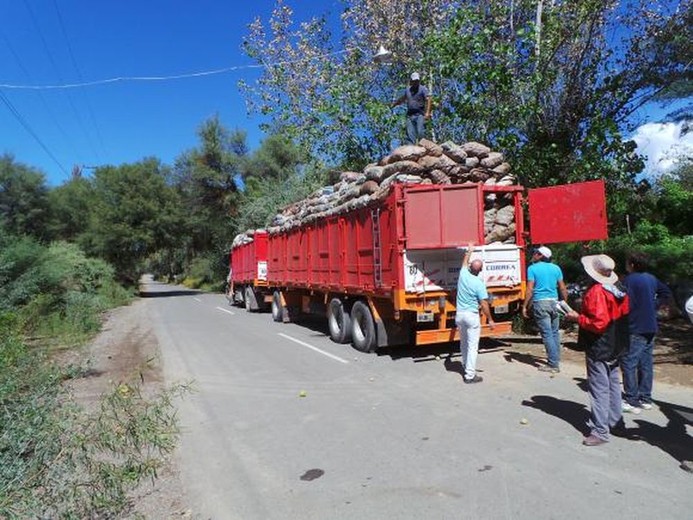 Gran incertidumbre en la campaña de membrillos de nuestra provincia