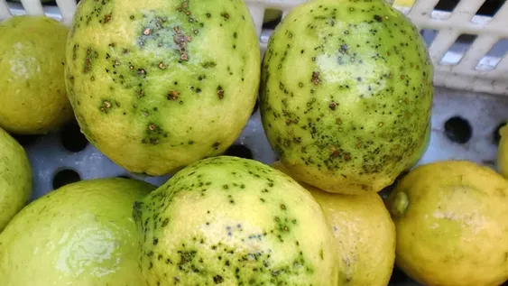 Argentina deja de exportar limones a Europa