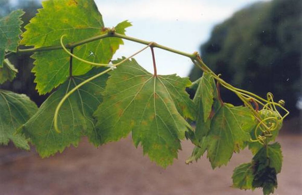 Ya hay 3 pestes en la uva tras las lluvias de enero