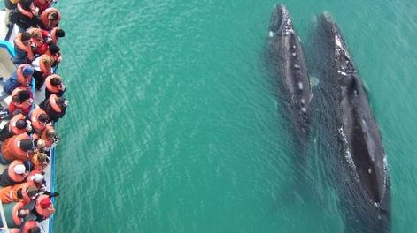 Avistaje de ballenas