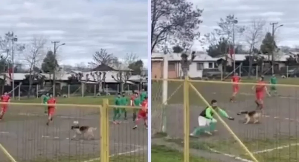 Un perro se metió en una jugada, hizo un gol y se volvió viral