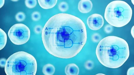 Científicos crearon la primera computadora biosintética dentro de una célula humana