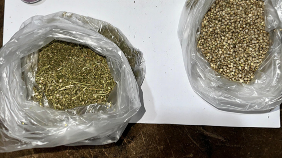 Las semillas de marihuana y el resto de las drogas secuestradas.
