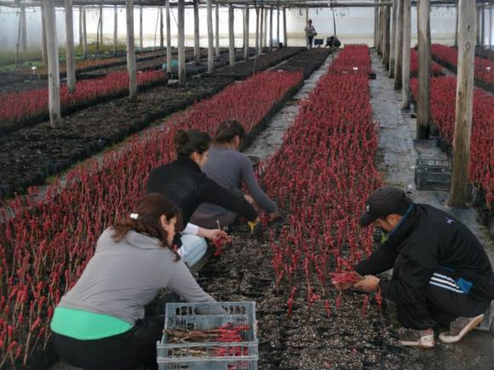 Viveros: Flame, Cereza y Fiesta, las más vendidas esta temporada