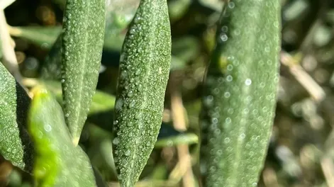 Utilización de coadyuvantes en montes de olivos cuyanos