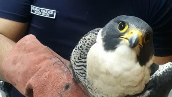 Rescataron a un halcón peregrino, herido porque lo embistió un vehículo