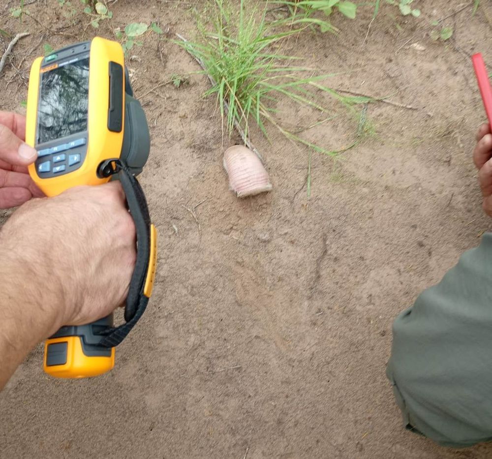 Ambiente logró tomar imágenes termográficas inéditas de un pichiciego que apareció en la Reserva Valle Fértil.