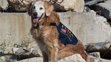 Despidieron con honores a la última perra rescatista del atentado a las Torres, antes de sacrificarla