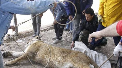 La última leona se escapó,  la atraparon y luego murió
