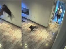 maltrato animal: lo filmaron cuando levanto a un perrito del cuello y lo arrojo con violencia al piso maltrato animal: lo filmaron cuando levanto a un perrito del cuello y lo arrojo con violencia al piso