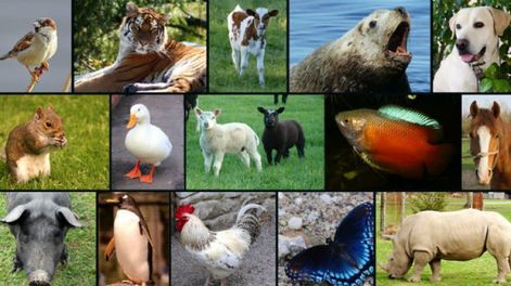 Datos curiosos sobre el mundo animal