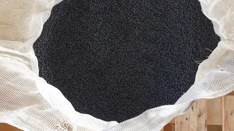 Semilla en tarea de limpieza