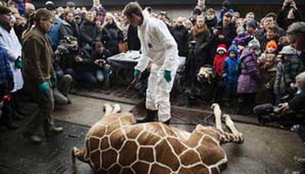 Polémica por un zoológico que sacrificó a una jirafa por “genética”