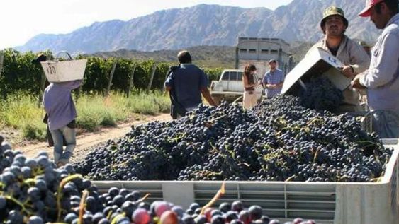 Cosecha de uva. La trazabilidad es clave.