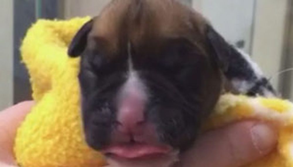 Una pareja británica clonó a su perro muerto