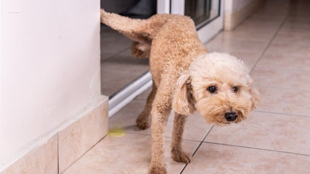 Muchas veces, nuestras mascotas marcan territorio dentro de casa.